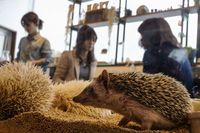 Aww, Lucunya Main Bareng Landak Mini di Kafe Jepang