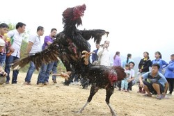 Kota di China Ini Pikat Turis Lewat Sabung Ayam