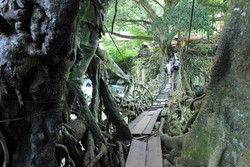 Inilah Jembatan Akar 100 Tahun di Sumatera Barat