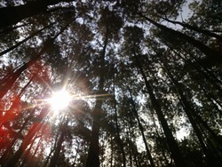 Ide Weekend Gateway Kali Ini: Hutan Pinus Cigombong, Bogor