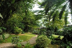 Jelajah Hijaunya Kebun Raya Bogor