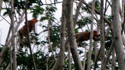 Kenal Primata Lebih Dekat di Kapuas