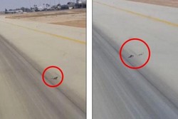 Ada Kadal Kawin di Landasan Pacu, Pesawat di Arab Saudi Batal Take Off