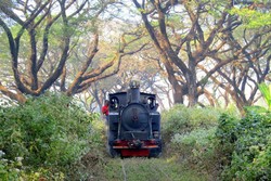 Jelajah Hutan Jati Naik Kereta Kuno di Cepu