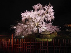 Menilik Pohon Sakura yang Paling Populer di Kyoto, Jepang