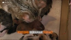 Belka, Kucing Beranak Tupai