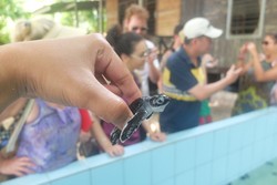 Bule Australia yang Girang Melihat Tukik di Sangalaki