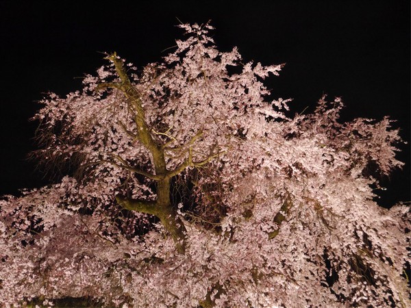 Inikah Pohon Sakura Paling Keren Di Kyoto Foto 4