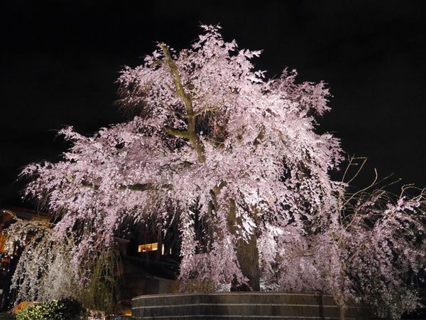 Inikah Pohon Sakura Paling Keren di Kyoto?