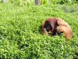Cerita Si Bujang, Orangutan Genit yang Suka Turis Perempuan
