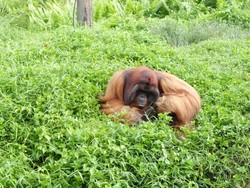 Potret Si Bujang, Orangutan yang Suka Perempuan
