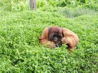 Potret Si Bujang, Orangutan yang Suka Perempuan
