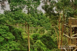 Wisata Alam Seru di Sekitar Balikpapan, Bukit Bangkirai Tempatnya!