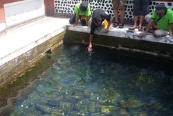 Mitos Lempar Koin & Ikan Pembawa Keberuntungan di Pura Lingsar, Lombok