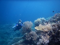 Hitung-hitungan Biaya Liburan ke Derawan