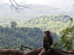 Bertemu Monyet Gemuk di Monkey Forest, Lombok