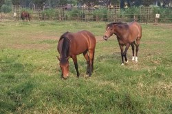 Long Weekend Asyik, Bergaya Ala Koboi di De Ranch Bandung