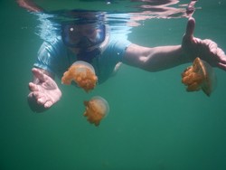 Long Weekend, Saatnya Sentuh Keajaiban di Kakaban