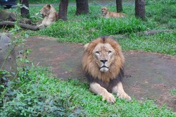 Taman Safari Indonesia II Prigen Targetkan 1,3 Juta Pengunjung Selama 2016