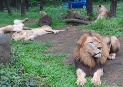 Yang Akan Hadir di Safari Prigen: Australian Zone & Hotel Baobab