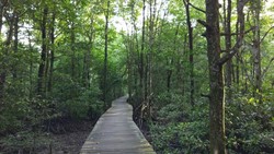Sore Menakjubkan di Hutan Mangrove Tarakan