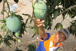 Asyik, Pasuruan Kini Punya Wisata Petik Mangga
