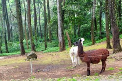 Kisah Llama di Prigen yang Gemar Meludah Jika Terancam