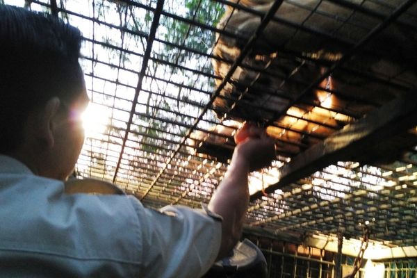 Memberi Makan Singa di Bali Malam Hari, Deg-degan!