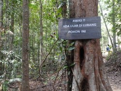 Trekking di Hutan Kalimantan, Tangan Jangan Masuk ke Lubang Pohon
