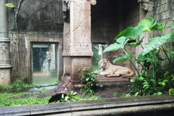 Sensasi Santap Siang Bareng Harimau Putih di Taman Safari Prigen