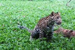 Bertemu Thaba, Bayi Macan Tutul Afrika yang Lucu di Prigen