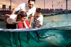 Seru! Memberi Makan Lumba-lumba di Tangalooma, Brisbane