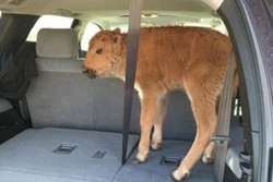 Kisah Turis yang Salah Kaprah Ingin Selamatkan Anak Bison di AS