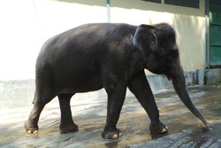 Begini Cara Menimbang Gajah di Taman Safari Prigen