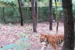 Tips Penting Bila Bertemu Harimau di Hutan Ala Taman Safari Prigen