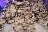 ​Yuk, Berpesta ​Seafood ​Segar Tiap Kamis ​di SATOO​!​