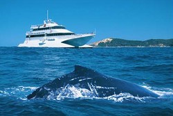 Bertemu Langsung dengan Paus di Laut Lepas Brisbane, Mau? Bertemu Langsung dengan Paus di Laut Lepas Brisbane, Mau?