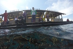 Alam Bawah Laut Bangsring Pukau Traveler di Banyuwangi Underwater Festival