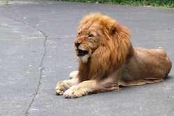 Kenapa Singa & Macan Taman Safari Tak Memangsa Hewan Lain?