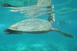 Snorkeling di Gili Meno, Bisa Lihat Penyu!