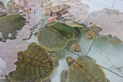 Wisata Edukasi di Penangkaran Penyu Pariaman