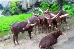 Menyapa Watusi, Sapi Bertanduk Raksasa dari Afrika