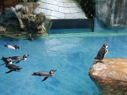 Satwa-satwa Menggemaskan di Taman Safari Indonesia, Bogor