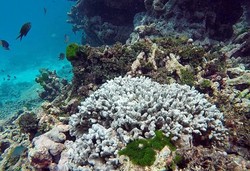 Karena Polusi dari Turis, Thailand Tutup 10 Spot Diving