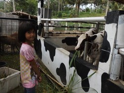 Wisata Edukasi Beri Makan Sapi di Cimory Semarang