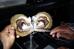 Wisata Asyik Melihat Budidaya Mutiara di Senggigi, Lombok