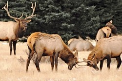 Asyik Foto-foto, Turis Diseruduk Rusa di AS