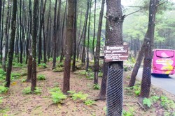 Kenapa Pohon di Taman Safari Diberi Pagar Kawat?