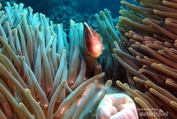 Begini Indahnya Alam Bawah Laut Pulau Buru di Maluku