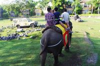 Begini Serunya Sarapan Dijemput Naik Gajah